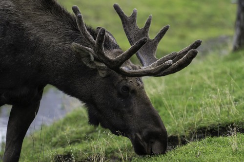 Moose / Elch   (Klicken zum öffnen)