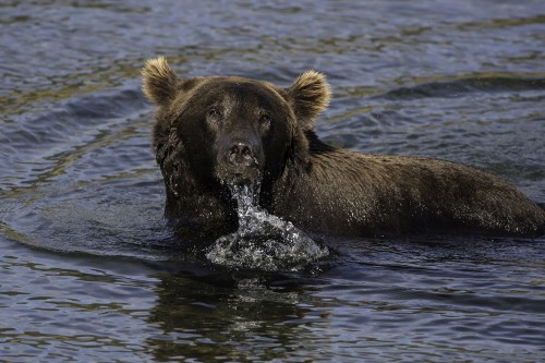 Grizzlies sind hervorragende Schwimmer   (Klicken zum öffnen)