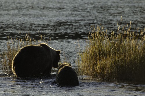 Mama bear with cub, Brooks Falls   (Klicken zum öffnen)