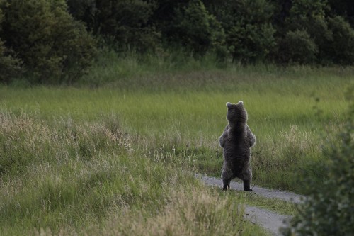 Misstrauischer junger Grizzlibär, Brooks Falls   (Klicken zum öffnen)