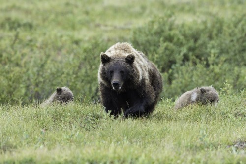Mama bear with cubs, Dempster Highway   (Klicken zum öffnen)