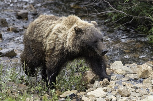 Grizzly bear / Grizzlibär   (Klicken zum öffnen)