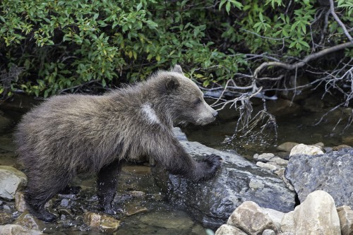 Grizzly bear / junger Grizzlibär   (Klicken zum öffnen)