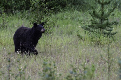 Black bear  Schwarzbär   (Klicken zum öffnen)