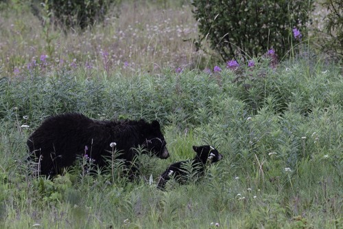 Black bear / Schwarbärin mit Jungem neben dem Robert Campbell Highway   (Klicken zum öffnen)