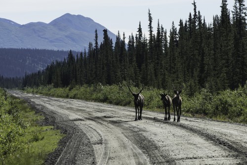 Traffic jam auf dem Denali Highway   (Klicken zum öffnen)