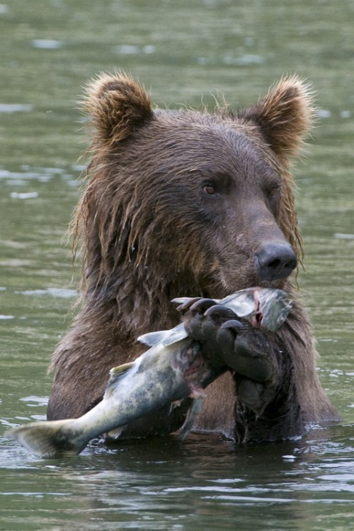 Glück für den Grizzly, Pech für den Lachs   (Klicken zum öffnen)