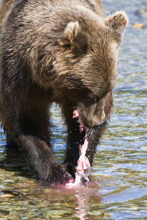 Manche Bären sind Feinschmecker und fressen nur die Haut   (Klicken zum öffnen)