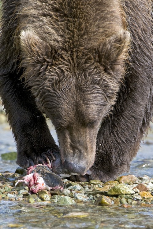 Für die Reste des Lachses interessieren sich Jungbären, Möwen und Füchse   (Klicken zum öffnen)