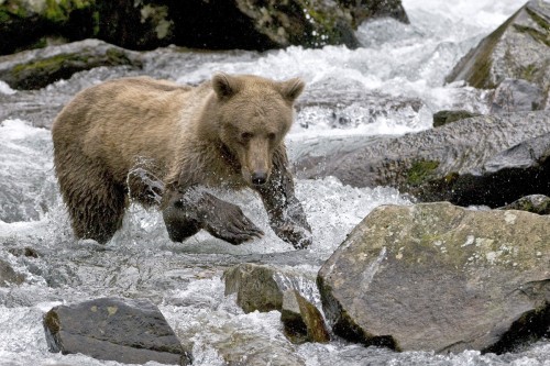 Wasserfälle sind bevorzugte Fangplätze   (Klicken zum öffnen)