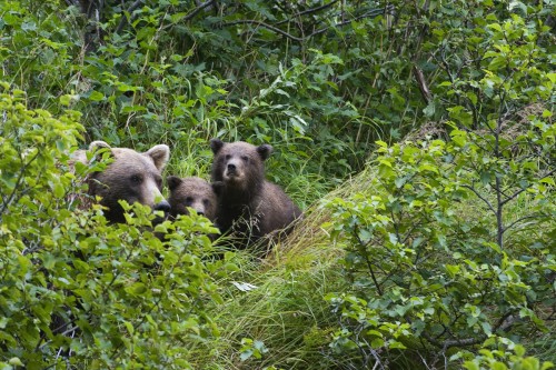 Mama Bear und Cubs verstecken sich vor einem Männchen   (Klicken zum öffnen)