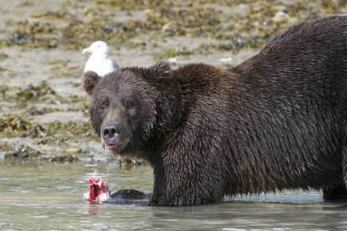Die Bären warten die Gezeiten ab und fischen vorzugsweise bei Ebbe   (Klicken zum öffnen)