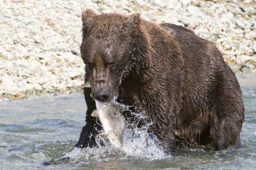 In Alaska gibt es fünf Arten von Lachsen; hier hat der Bär einen Buckellachs / Hump oder Pink Salmon   (Klicken zum öffnen)