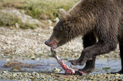 Dieser Bär frisst nur die Haut, über die Reste freuen sich die Jungbären   (Klicken zum öffnen)