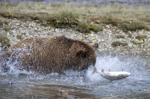 Dieser Lachs hat noch mal Glück gehabt...   (Klicken zum öffnen)