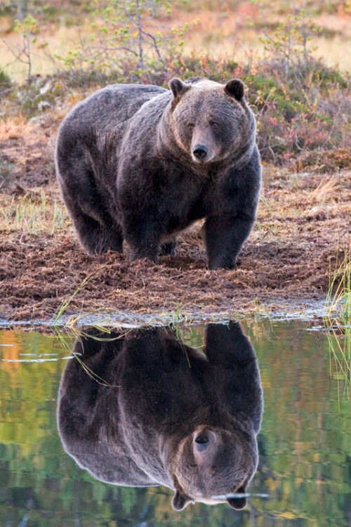 Bär im Spiegel   (Klicken zum öffnen)