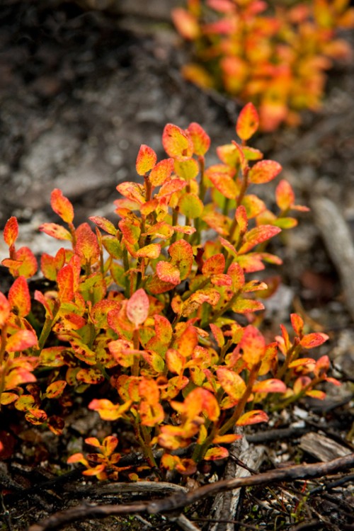 Herbstfarben   (Klicken zum öffnen)