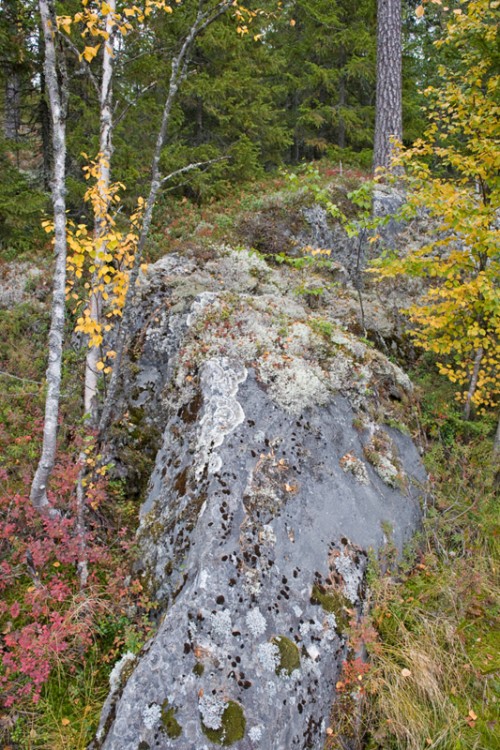 Waldlandschaft   (Klicken zum öffnen)