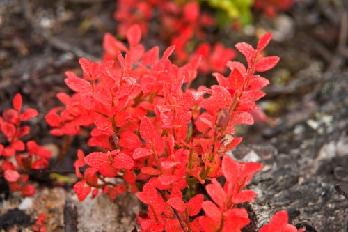 Herbstfärbung   (Klicken zum öffnen)