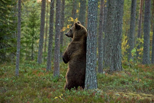 Kratzbär   (Klicken zum öffnen)