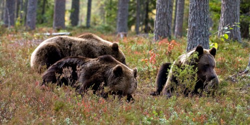 Jungbären gemeinsam auf Futtersuche   (Klicken zum öffnen)