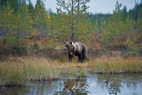 Auffällig gezeichneter Bär   (Klicken zum öffnen)