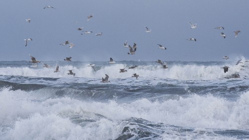 Seevögel hoffen auf Beute   (Klicken zum öffnen)