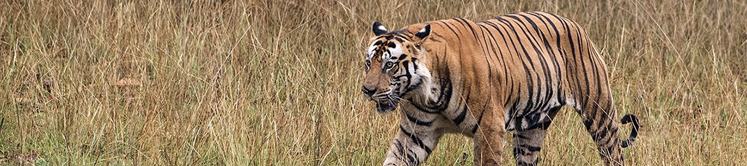 Indien, Tiger