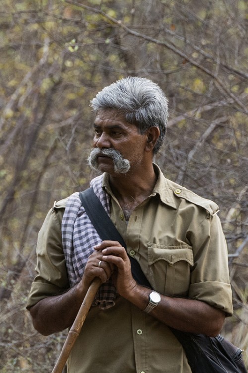 Park-Ranger in Ranthambhore, zu Fuss und unbewaffnet unterwegs   (Klicken zum öffnen)
