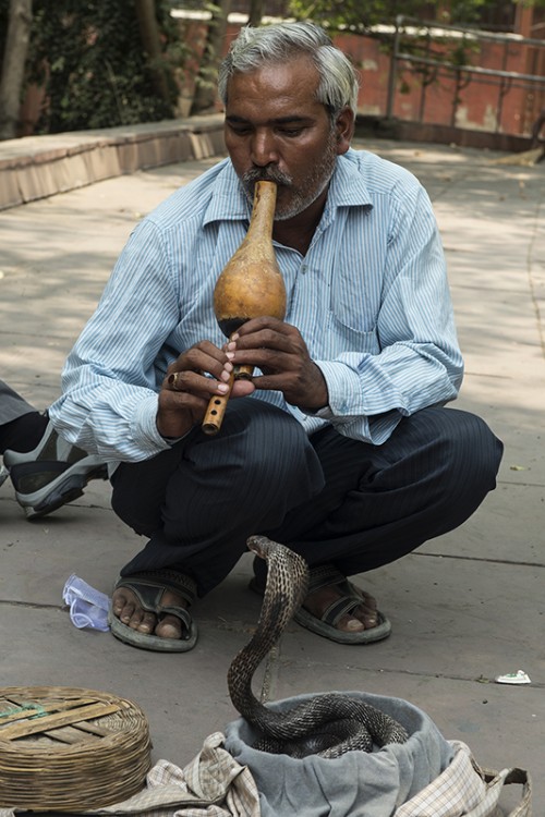 Schlangenbeschwörer in Delhi   (Klicken zum öffnen)