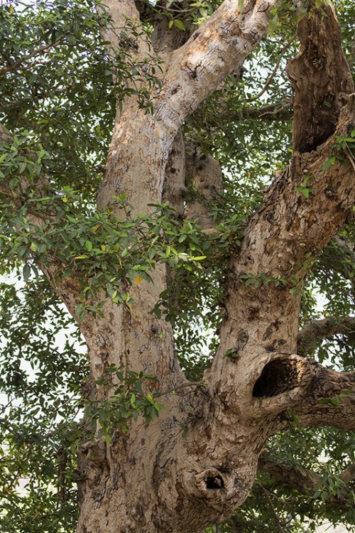 Dschungelvegetation. Bandhavgarh   (Klicken zum öffnen)