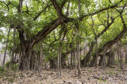 Banyan-Tree (ficus banghalensis). Die riesigen Bäume können mehrere Hektaren bedecken   (Klicken zum öffnen)