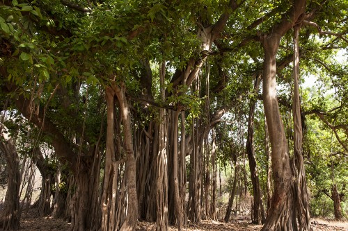 Banyan Tree / Feigenbaum, Ranthambore   (Klicken zum öffnen)