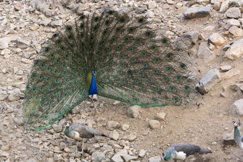 Stolzer Pfau   (Klicken zum öffnen)