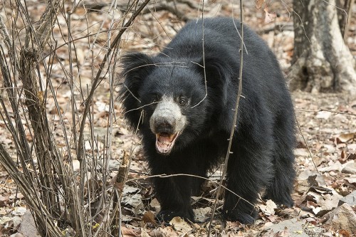 Baloo, der Lippenbär, Vorbild für Kiplings Dschungelbuch   (Klicken zum öffnen)