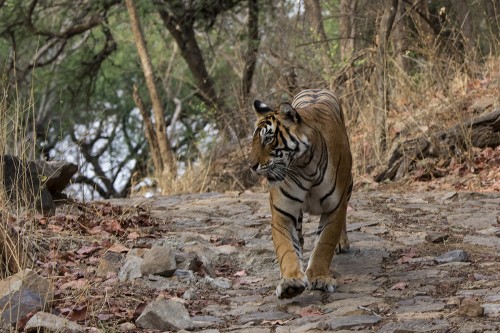 Tiger benutzen gerne die angelegten Wege   (Klicken zum öffnen)