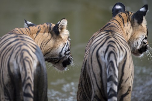 Die weissen Flecken auf den Ohren haben alle Tiger   (Klicken zum öffnen)