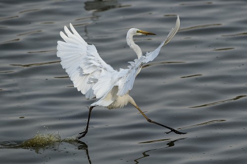 Reiher beim Start   (Klicken zum öffnen)