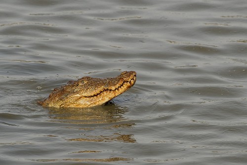 Süsswasserkrokodil   (Klicken zum öffnen)