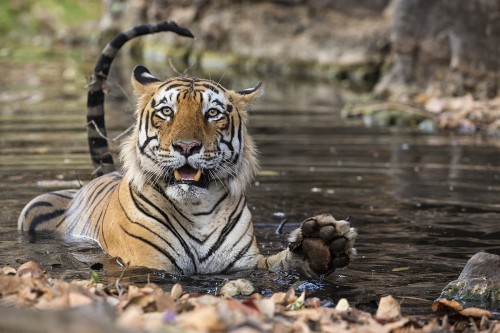Bei grosser Hitze nehmen Tiger gerne ein kühles Bad   (Klicken zum öffnen)