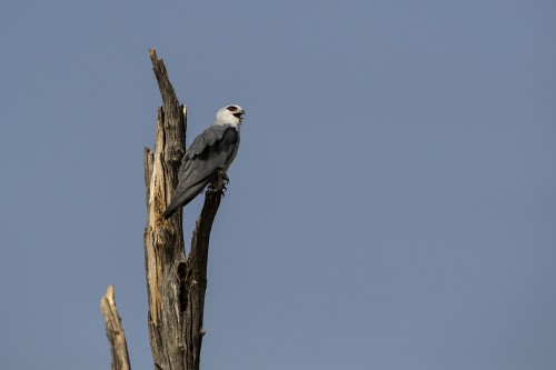 Red-necked Falcon   (Klicken zum öffnen)