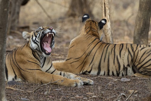 Junger Tiger (neben dem Reisszahn ist noch ein Milchzahn)   (Klicken zum öffnen)