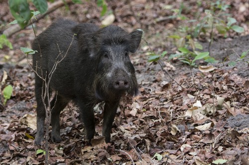 Wild Boar, die Lieblingsbeute junger Tiger   (Klicken zum öffnen)