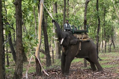 Elefanten sind sehr geschickt darin, sich die schmackhafte Nahrung zu beschaffen   (Klicken zum öffnen)