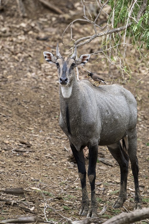 Nilgai, die grösste Antilope Asiens. Der Tiger mag sie sehr...   (Klicken zum öffnen)