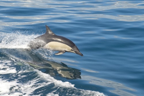 Bottlenose Dolphin, Bay of Islands   (Klicken zum öffnen)