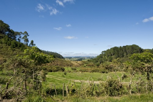 Bilderbuch-Farmland, Coromandel Peninsula   (Klicken zum öffnen)