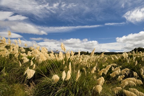 Blühendes Tussok Gras, auf dem Weg in den Tongariro N. P.    (Klicken zum öffnen)