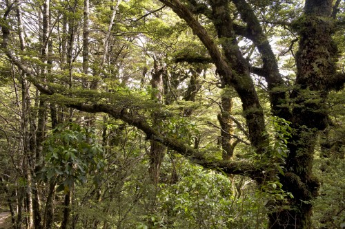 Regenwald im Mt. Tongariro N. P.   (Klicken zum öffnen)