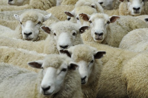 Einige wenige von ca. 40 Mio Schafen, die es in Neuseeland gibt   (Klicken zum öffnen)